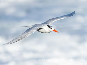 Royal Tern in Flight over the Pacific Ocean, Sterna maxima, Thalasseus maximus, La Jolla, California