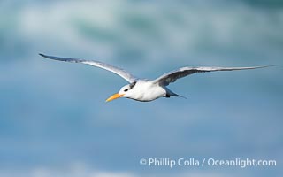 Royal Tern in Flight over the Pacific Ocean, Sterna maxima, Thalasseus maximus, La Jolla, California