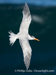 Royal Tern in Flight over the Pacific Ocean, Sterna maxima, Thalasseus maximus, La Jolla, California