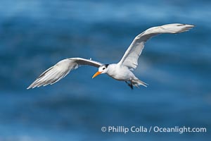 Royal Tern in Flight over the Pacific Ocean, Sterna maxima, Thalasseus maximus, La Jolla, California