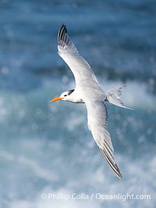 Royal Tern in Flight over the Pacific Ocean, Sterna maxima, Thalasseus maximus, La Jolla, California