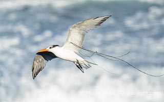 Royal tern in flight, Thalasseus maximus, wrapped in surf grass, Sterna maxima, Thalasseus maximus, La Jolla, California
