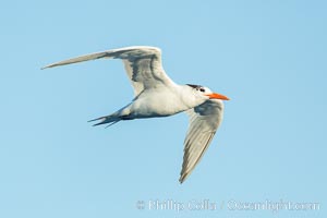 Royal tern in flight, winter adult phase.