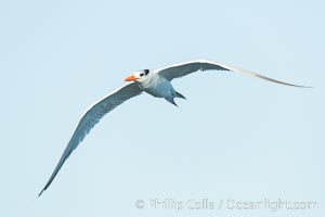 Royal tern in flight, winter adult phase, Sterna maxima, Thalasseus maximus, La Jolla, California