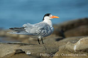 Royal Tern, La Jolla, Sterna maxima, Thalasseus maximus