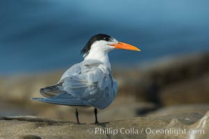 Royal Tern, La Jolla, Sterna maxima, Thalasseus maximus