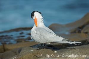 Royal Tern, La Jolla, Sterna maxima, Thalasseus maximus