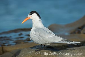 Royal Tern, La Jolla, Sterna maxima