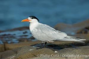 Royal Tern, La Jolla, Sterna maxima