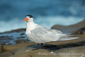 Royal Tern, La Jolla, Sterna maxima, Thalasseus maximus