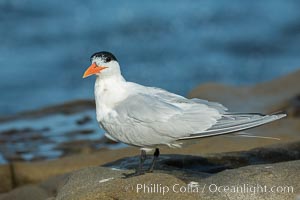 Royal Tern, La Jolla, Sterna maxima