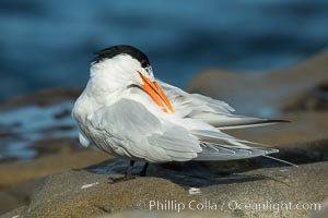 Royal Tern, La Jolla, Sterna maxima