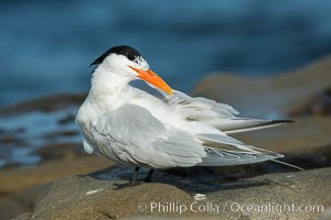 Royal Tern, La Jolla, Sterna maxima, Thalasseus maximus