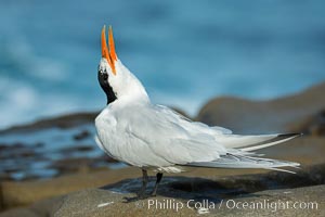 Royal Tern, La Jolla. California, USA, Sterna maxima, natural history stock photograph, photo id 30405