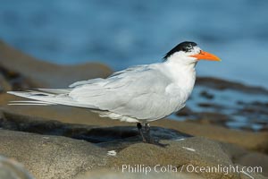 Royal Tern, La Jolla, Sterna maxima, Thalasseus maximus