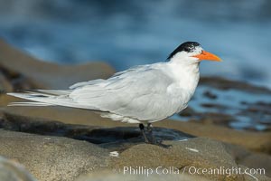 Royal Tern, La Jolla, Sterna maxima