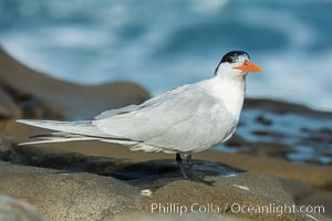 Royal Tern, La Jolla, Sterna maxima