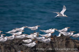 Royal terns, Sterna maxima, Great Isaac Island