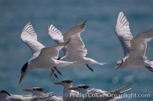 Royal terns, Sterna maxima, Thalasseus maximus, Great Isaac Island