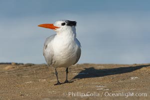 Royal tern, winter adult phase, Sterna maxima, Thalasseus maximus, La Jolla, California