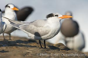 Royal tern, winter adult phase, Sterna maxima, Thalasseus maximus, La Jolla, California