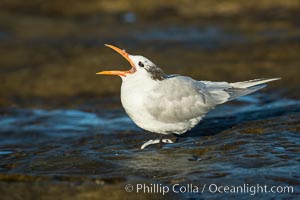 Royal tern, winter adult phase, Sterna maxima, Thalasseus maximus, La Jolla, California