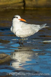 Royal tern, winter adult phase, Sterna maxima, Thalasseus maximus, La Jolla, California