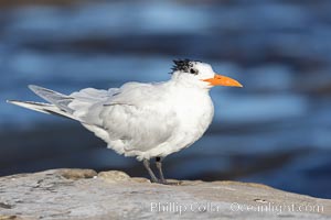 Royal tern, winter adult phase, Sterna maxima, Thalasseus maximus, La Jolla, California