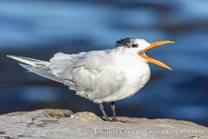 Royal tern, winter adult phase, Sterna maxima, Thalasseus maximus, La Jolla, California