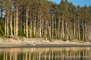 A couple walks along Ruby Beach at sunset, Olympic National Park, Washington