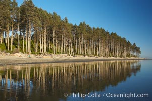 Ruby Beach, sunset lights up the trees along the beach, Olympic National Park, Washington