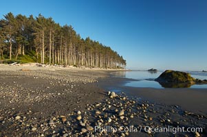 Ruby Beach, sunset lights up the trees along the beach, Olympic National Park, Washington