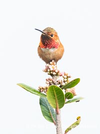 Rufous Hummingbird Brilliant Gorget Display While Perched, Coast Walk, La Jolla, Selasphorus rufus