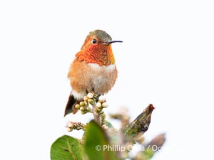 Rufous Hummingbird Brilliant Gorget Display While Perched, Coast Walk, La Jolla, Selasphorus rufus