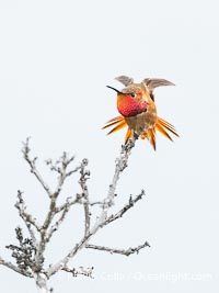 Rufous Hummingbird Brilliant Gorget Display While Perched, Coast Walk, La Jolla, Selasphorus rufus