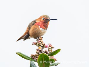Rufous Hummingbird Brilliant Gorget Display While Perched, Coast Walk, La Jolla, Selasphorus rufus