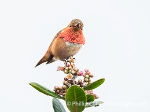 Rufous Hummingbird Brilliant Gorget Display While Perched, Coast Walk, La Jolla, Selasphorus rufus