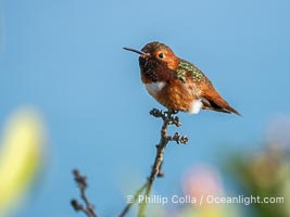 Rufous Hummingbird Perched, Selasphorus rufus, Coast Walk, La Jolla