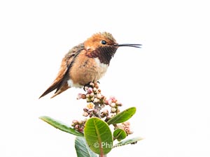 Rufous Hummingbird with Open Beak Perched on Branch, Coast Walk, La Jolla, Selasphorus rufus