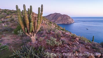 Rugged coastline on Isla Espiritu Santo, aerial view, Cardon Cactus, Sea of Cortez, Pachycereus pringlei