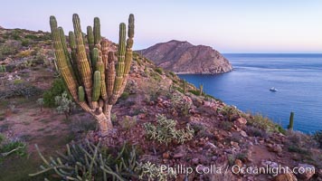 Rugged coastline on Isla Espiritu Santo, aerial view, Cardon Cactus, Sea of Cortez