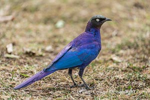 Ruppells Long-Tailed Starling, Lamprotornis purpuroptera, Masai Mara, Lamprotornis purpuroptera, Maasai Mara National Reserve