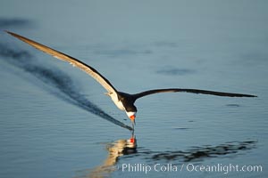 Black skimmer forages by flying over shallow water with its lower mandible dipping below the surface for small fish, Rynchops niger, San Diego Bay National Wildlife Refuge