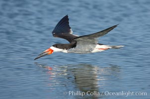 Black skimmer forages by flying over shallow water with its lower mandible dipping below the surface for small fish, Rynchops niger, San Diego Bay National Wildlife Refuge