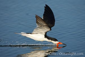 Black skimmer forages by flying over shallow water with its lower mandible dipping below the surface for small fish, Rynchops niger, San Diego Bay National Wildlife Refuge