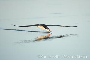 Black skimmer forages by flying over shallow water with its lower mandible dipping below the surface for small fish, Rynchops niger, San Diego Bay National Wildlife Refuge