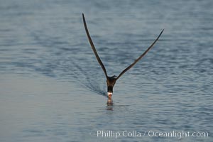 Black skimmer forages by flying over shallow water with its lower mandible dipping below the surface for small fish, Rynchops niger, San Diego Bay National Wildlife Refuge