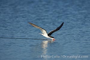 Black skimmer forages by flying over shallow water with its lower mandible dipping below the surface for small fish, Rynchops niger, San Diego Bay National Wildlife Refuge