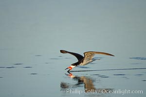 Black skimmer forages by flying over shallow water with its lower mandible dipping below the surface for small fish. San Diego Bay National Wildlife Refuge, California, USA, Rynchops niger, natural history stock photograph, photo id 17438
