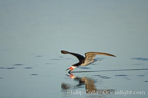 Black skimmer forages by flying over shallow water with its lower mandible dipping below the surface for small fish, Rynchops niger, San Diego Bay National Wildlife Refuge